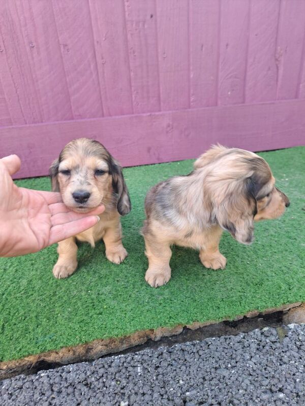 Cream Dapple mini Longhair kc, pra clear for sale in Wisbech, Cambridgeshire - Image 7