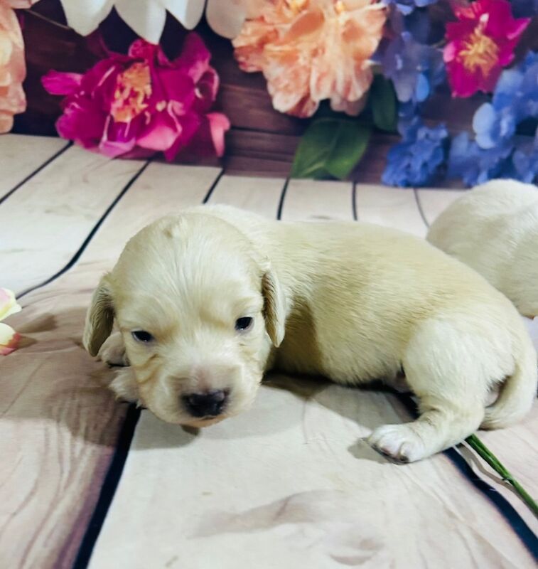 Cream longhair dachshunds for sale in Wisbech, Cambridgeshire