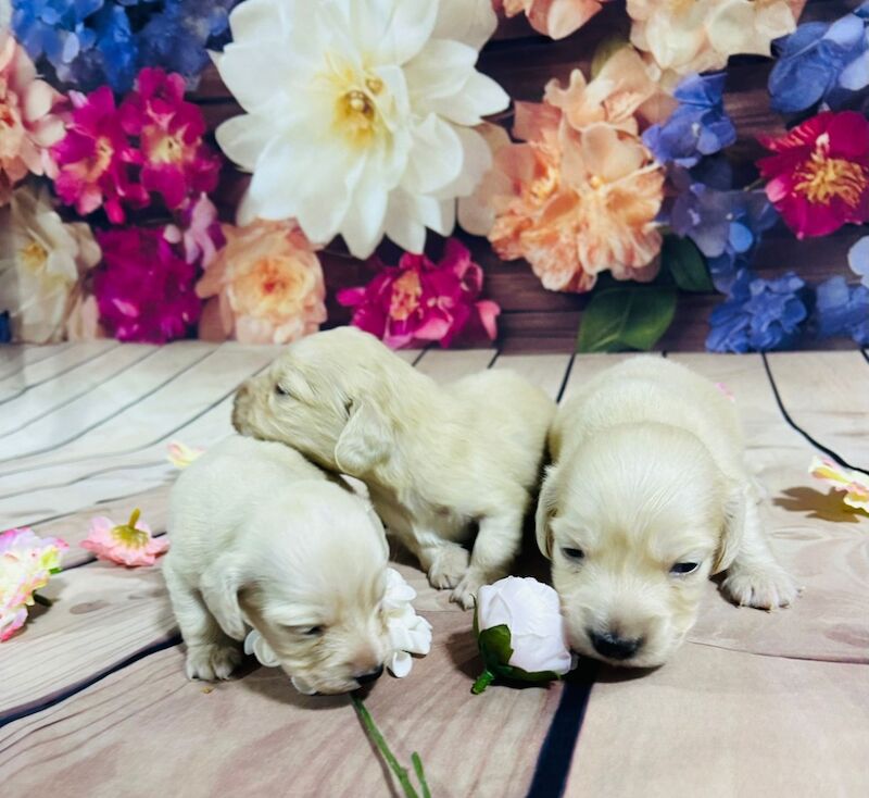 Cream longhair dachshunds for sale in Wisbech, Cambridgeshire - Image 8