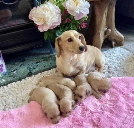 Cream mini dachshunds from cream mum and cream dad for sale in Par, Cornwall