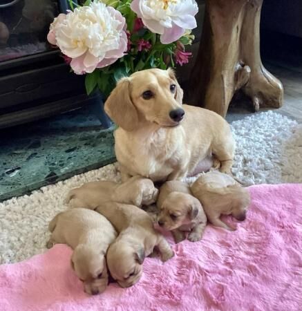 Cream mini dachshunds from cream mum and cream dad for sale in Par, Cornwall - Image 2