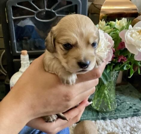 Cream mini dachshunds from cream mum and cream dad for sale in Par, Cornwall - Image 3