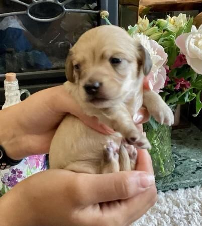 Cream mini dachshunds from cream mum and cream dad for sale in Par, Cornwall - Image 5