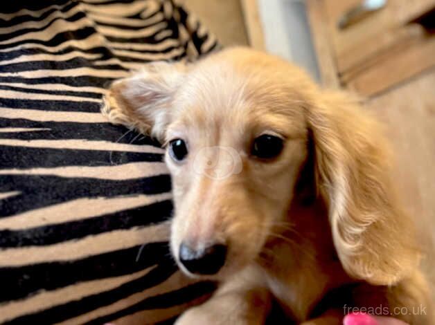 Cream miniature dachshund Pra clear i/i ee PRA Clear for sale in Swansea