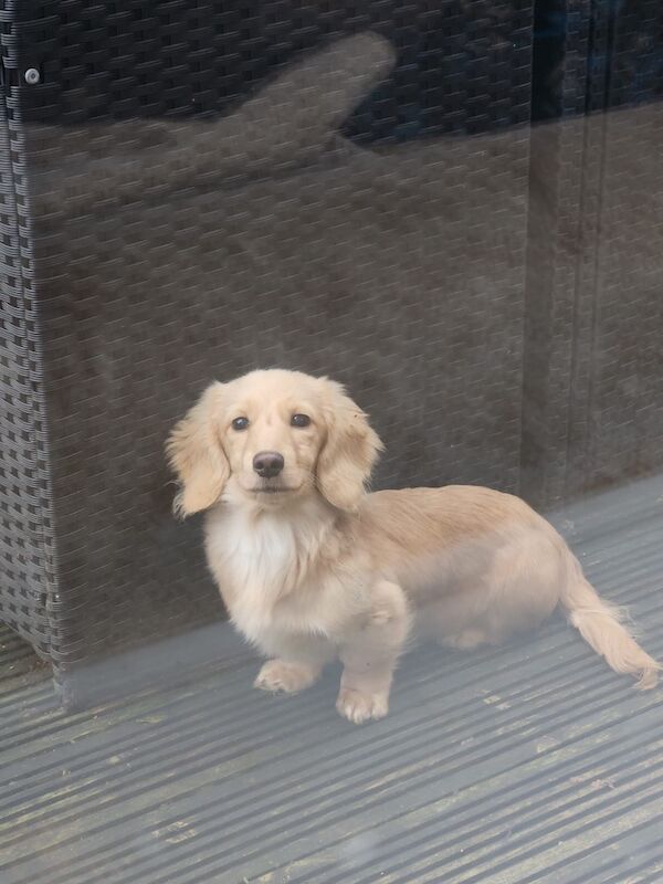 Cream long haired miniature dachshund for sale in Manchester, Greater Manchester