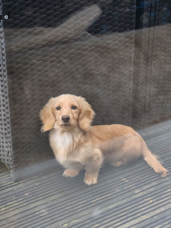 Cream long haired miniature dachshund for sale in Manchester, Greater Manchester - Image 2