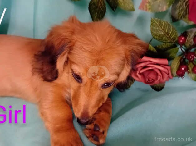 CREAM SHADED MINI DACHSHUND PUPS for sale in North Berwick, East Lothian