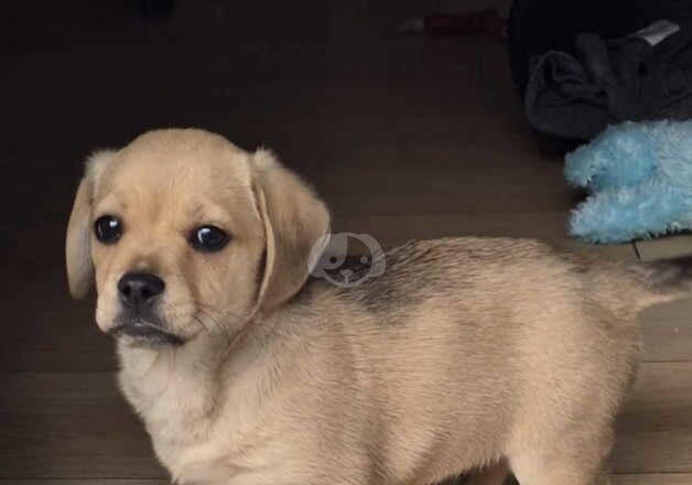 Cross pug x dash for sale in Leeds, West Yorkshire - Image 2