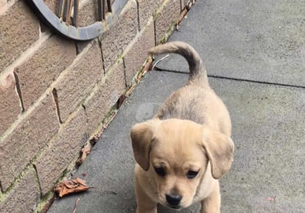 Dachshund Puppies for sale in West Yorkshire