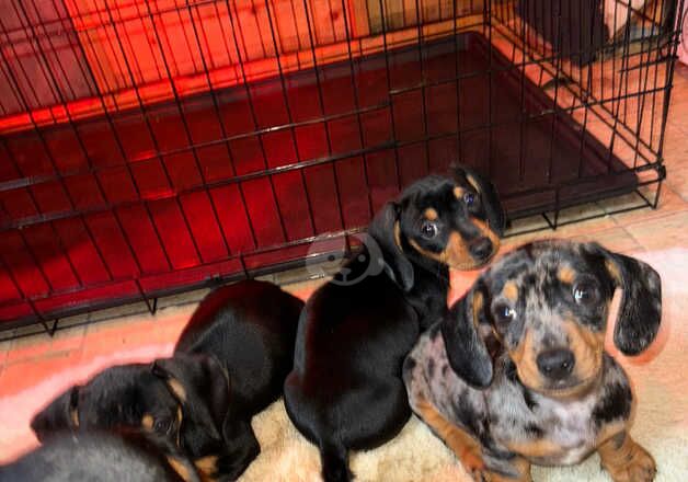 Dachshound puppies for sale in Dover, Kent