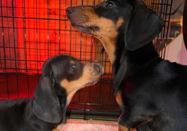 Dachshound puppies for sale in Dover, Kent - Image 3