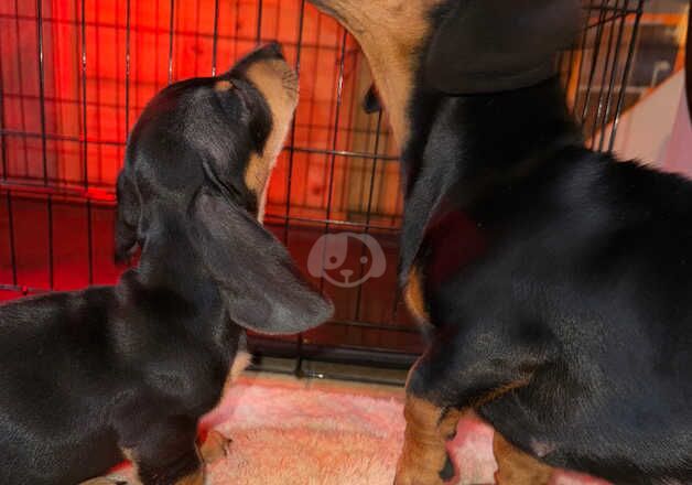 Dachshound puppies for sale in Dover, Kent - Image 4