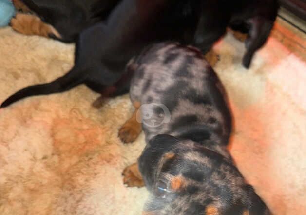 Dachshound puppies for sale in Dover, Kent - Image 5