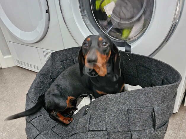 Dachshund 1 year old for sale in Chester-Le-Street, County Durham