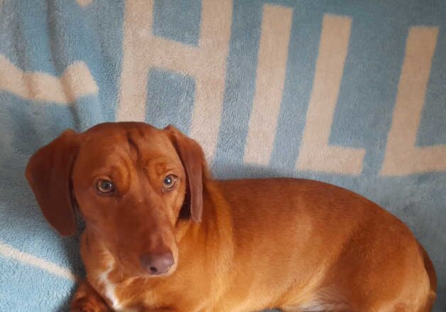 Dachshund 18 months Red for sale in Craigavon, Craigavon