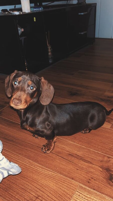 Dachshund for sale in Durham, County Durham