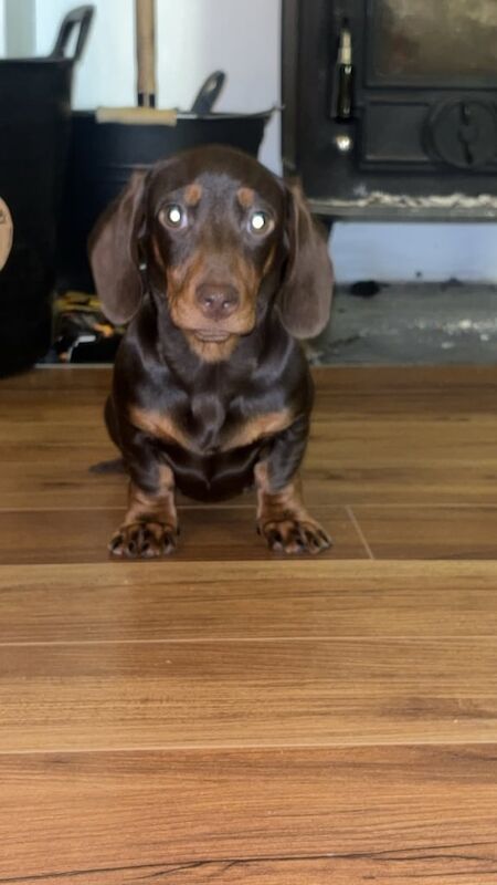 Dachshund for sale in Durham, County Durham - Image 2