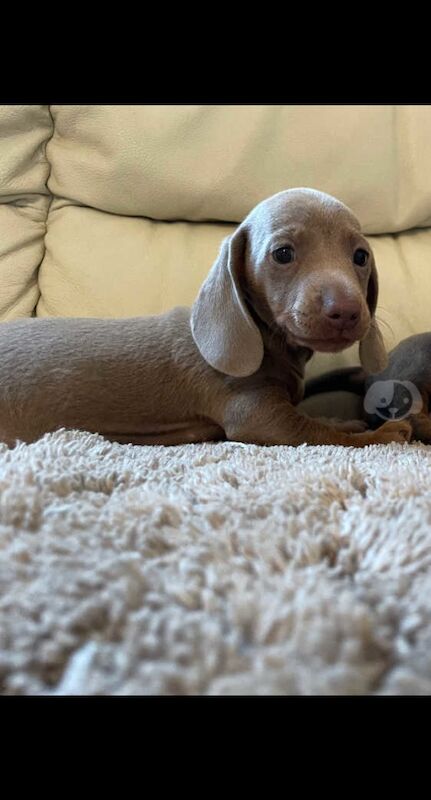 Dachshund for sale in Wolverhampton, West Midlands