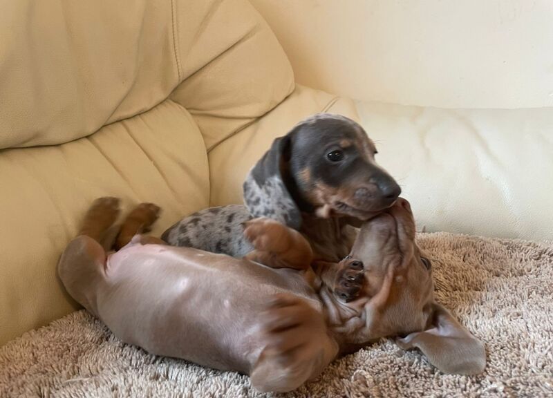 Dachshund Puppies for sale in West Midlands