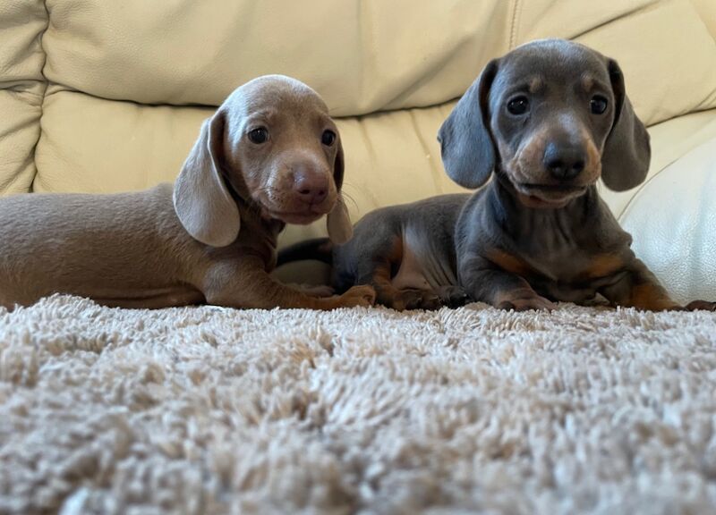 Dachshund Puppies for sale