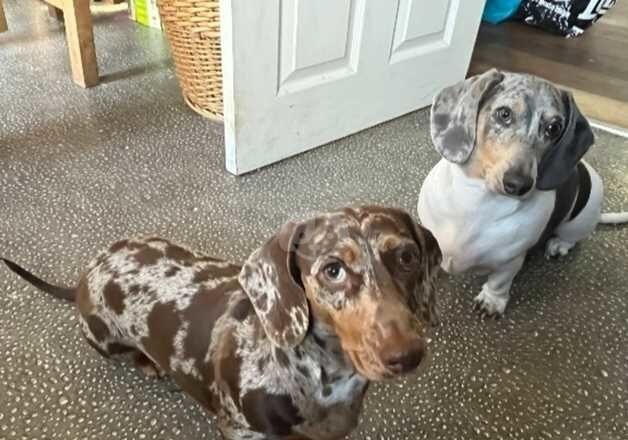 Dachshund 6 months old puppies for sale in Buntingford, Hertfordshire