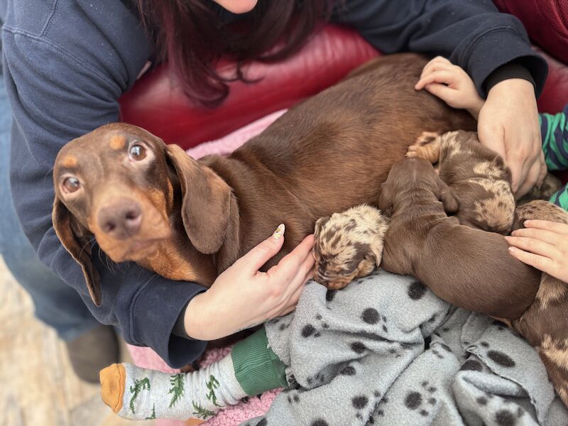 DACHSHUND BABIES for sale in Boston, Lincolnshire