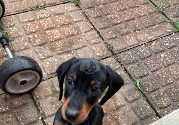 Dachshund Black and Tan female for sale in Doncaster, South Yorkshire