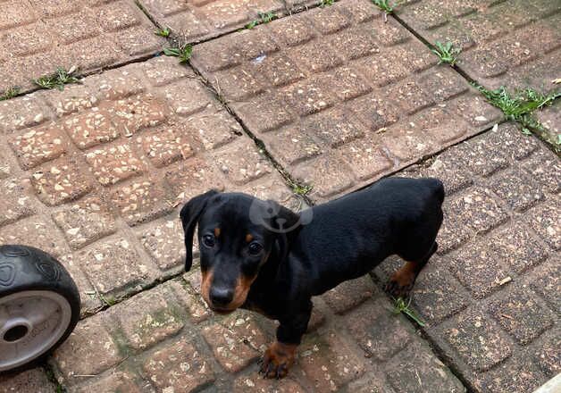 Dachshund Black and Tan female for sale in Doncaster, South Yorkshire - Image 2