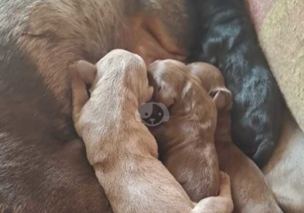 Dachshund Black and Tan female for sale in Doncaster, South Yorkshire - Image 3