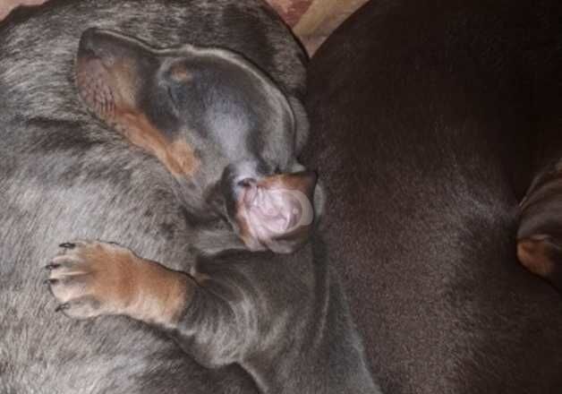 Dachshund Puppies for sale