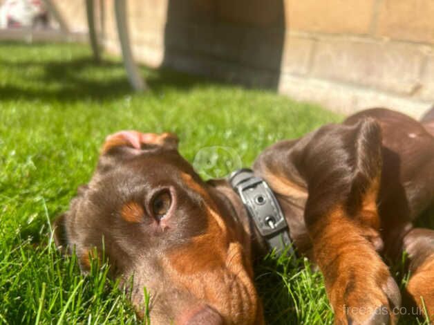 Dachshund boy for sale in Norwich, Norfolk