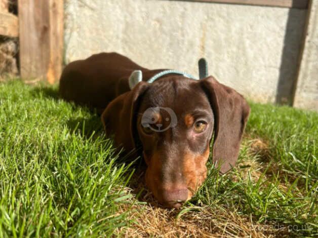 Dachshund boy for sale in Norwich, Norfolk - Image 2