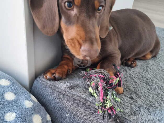 Dachshund boy for sale in Norwich, Norfolk - Image 4