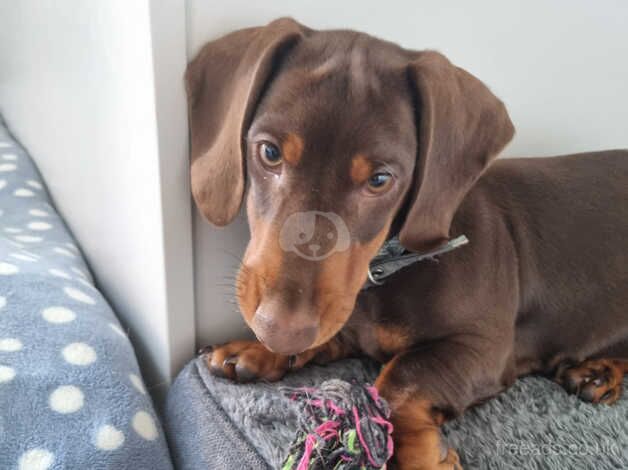 Dachshund boy for sale in Norwich, Norfolk - Image 5