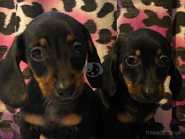 Dachshund boy left for sale in Nottingham, Nottinghamshire - Image 1