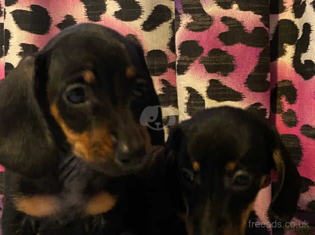 Dachshund Puppies for sale