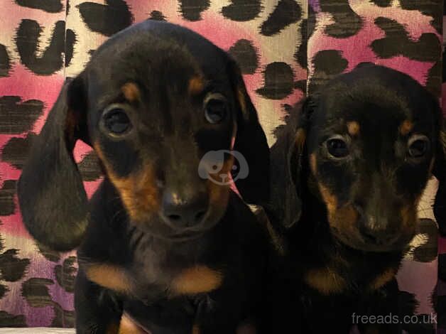 Dachshund boy left for sale in Nottingham, Nottinghamshire - Image 5