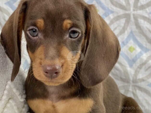 Dachshund boy puppy for sale in Bridgwater, Somerset - Image 1