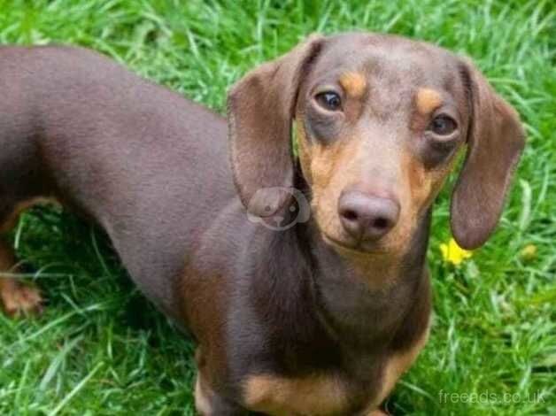 Dachshund boy puppy for sale in Bridgwater, Somerset - Image 2