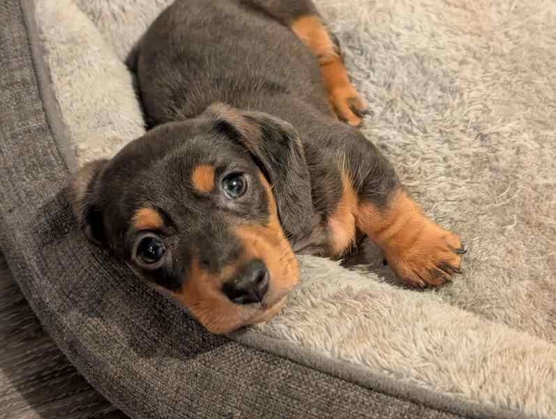 Dachshunds for sale in Portadown, Craigavon