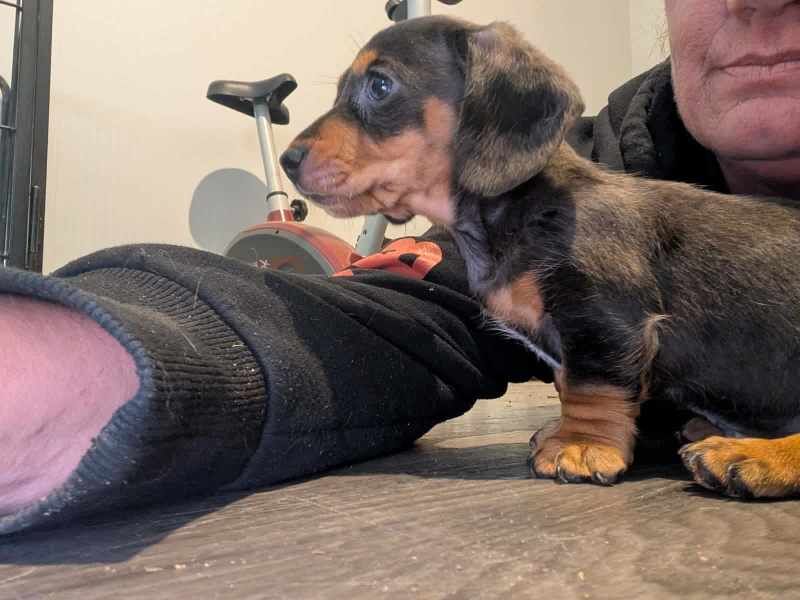 KC Registered Dachshund Puppies for sale in Craigavon