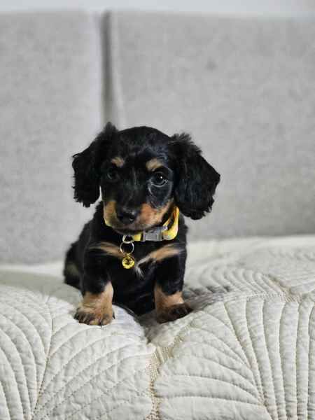 Dachshund boys & girls puppies for sale in Blackpool, Lancashire