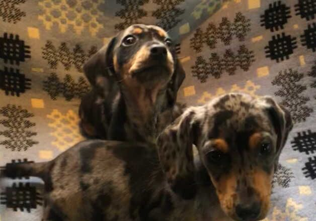 Dachshund boys for sale in Accrington, Lancashire