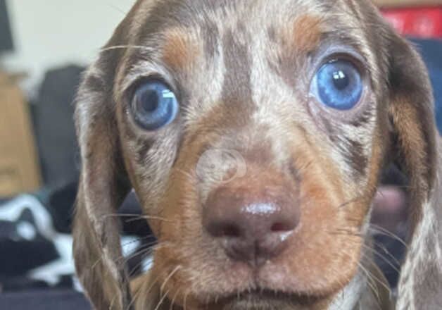 Dachshund choc and tan and cream dapple for sale in Basildon, Essex