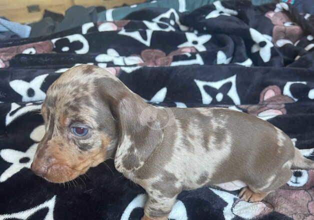 Dachshunds for sale in Basildon, Essex