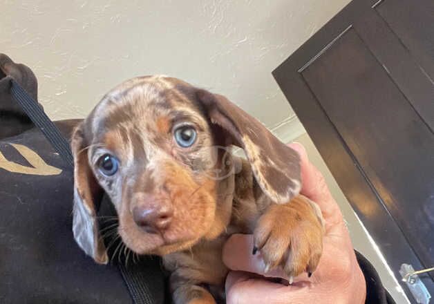 KC Registered Dachshund Puppies for sale in Essex