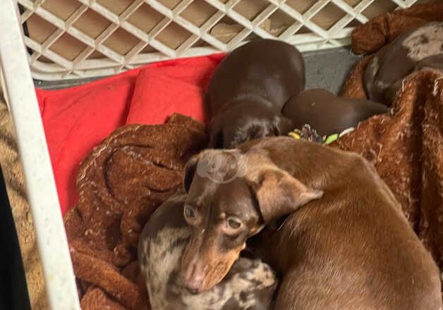 Dachshund Puppies for sale