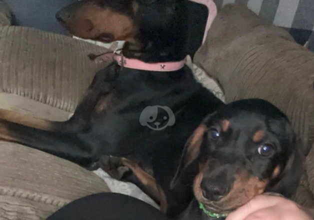 Dachshund cross Doberman for sale in Oswestry/Croeswallt, Shropshire