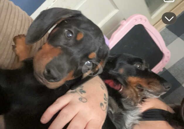 Dachshunds for sale in Oswestry/Croeswallt, Shropshire