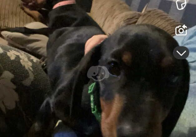 Dachshund cross Doberman for sale in Oswestry/Croeswallt, Shropshire - Image 4